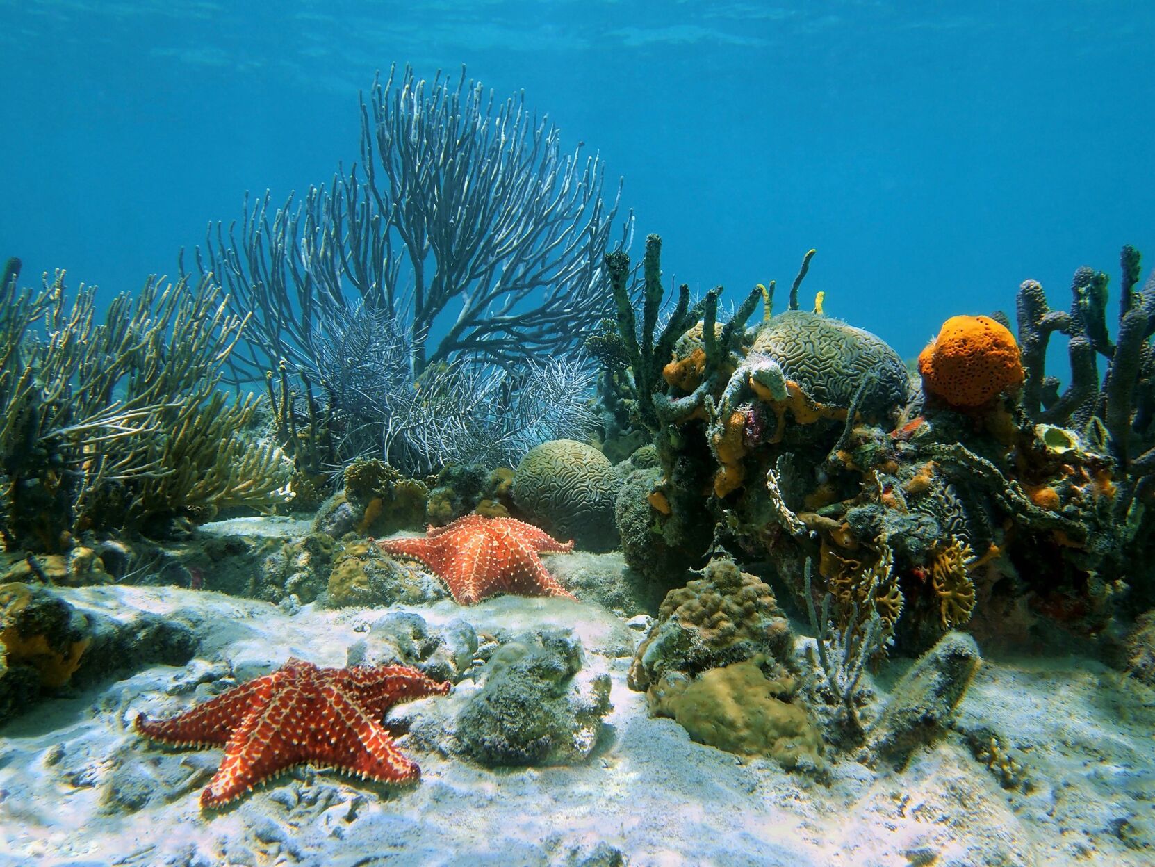 champs-seastars2.JPG